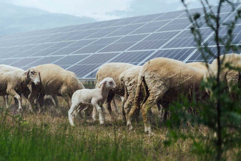 Photovoltaik-Anlage von naturstrom mit Schafen im Vordergrund